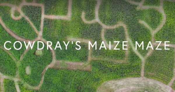 Cowdray's Maize Maze - Image 3