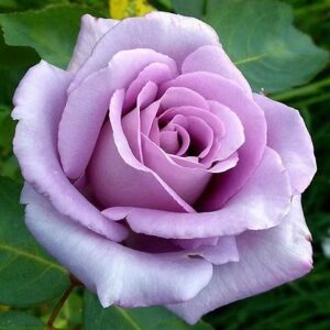 Apuldram Roses | £20 spend for £10