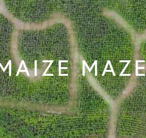 Cowdray's Maize Maze
